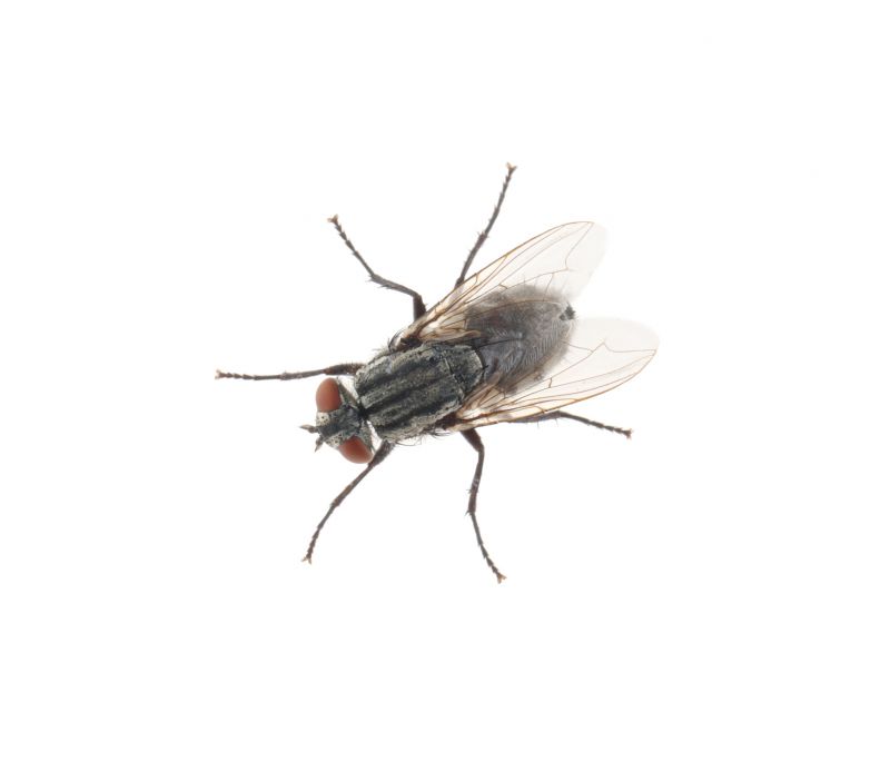 Fly Control Service