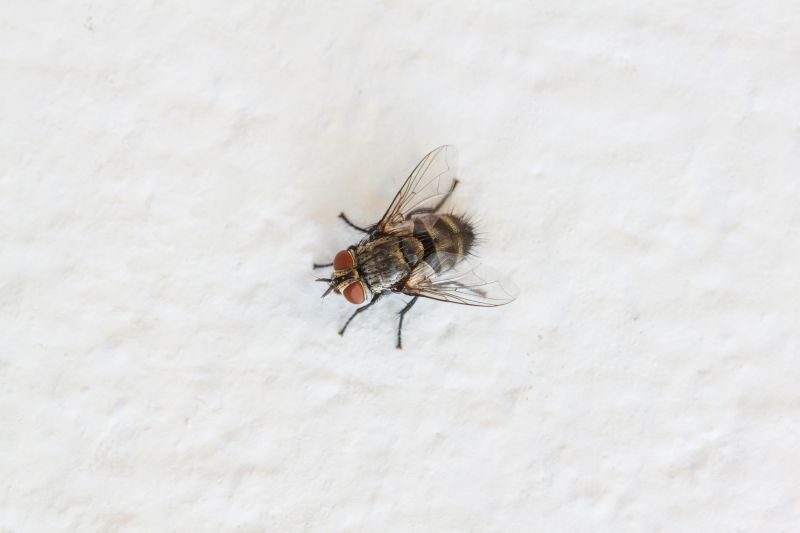 Spring Fly Activity