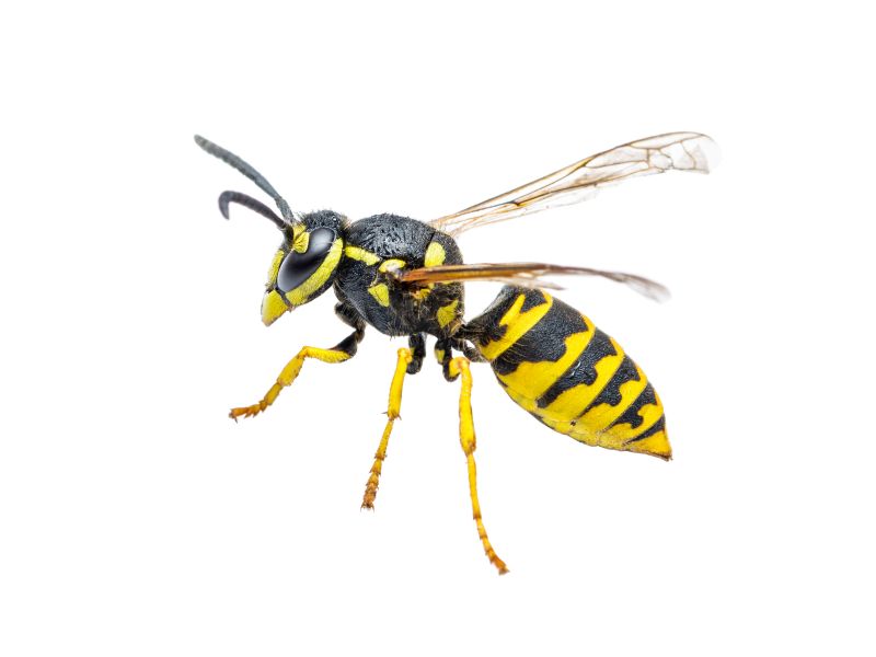 Yellowjacket Extermination