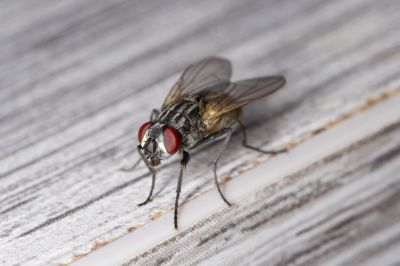 Flies Can Cause Serious Health Problems!
