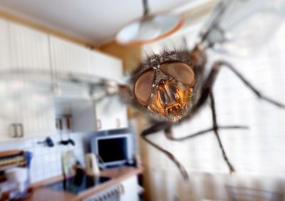 Prevent Flies from Entering Your Home with Fly Control Service!
