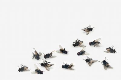Prevent Fly Infestations with Professional Fly Control Service!