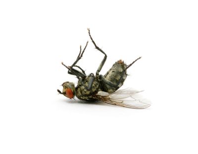 Utilize Baits, Insecticides, or Traps with Professional Fly Control Service!