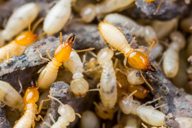 Termite Tenting in Clarksville, TN